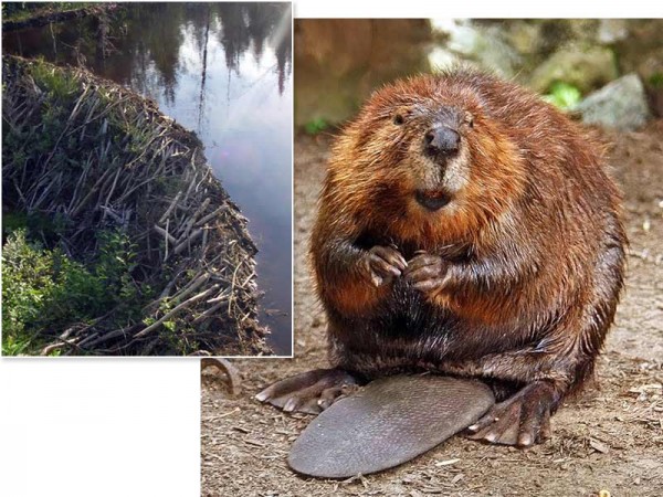 Beaver wallpaper