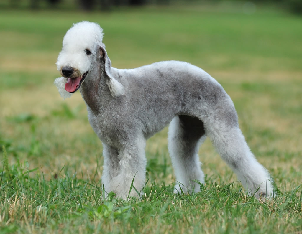 Cool Bedlington Terrier - Dog Breed