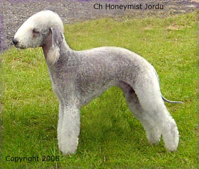 Photo Bedlington Terrier - Dog Breed