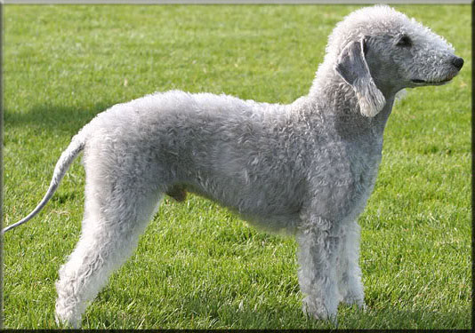 Bedlington Terrier - Dog Breed wallpaper