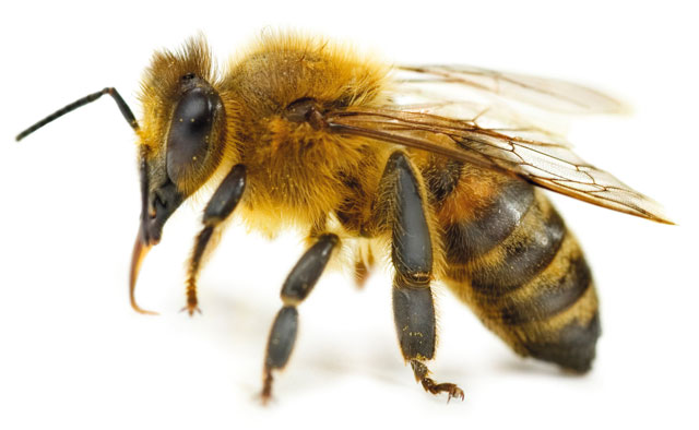 Pretty Bee