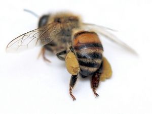 Cute Bee