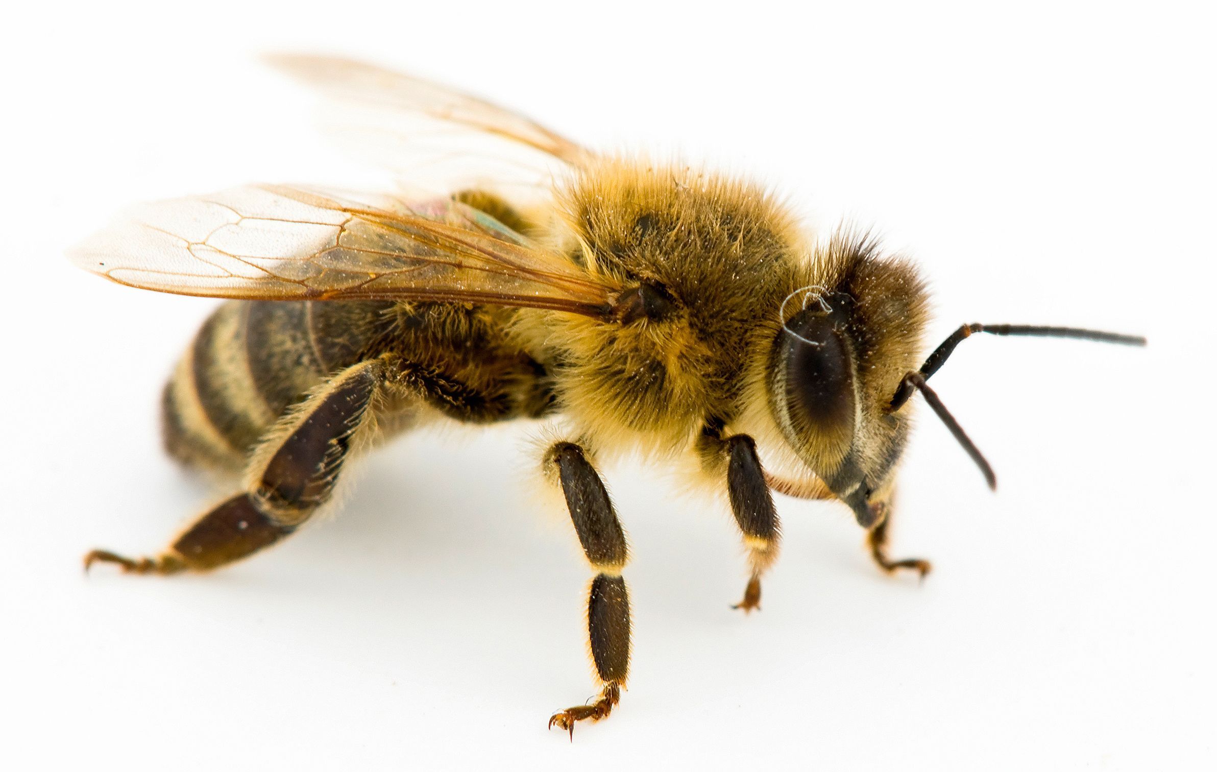 Photo Bee