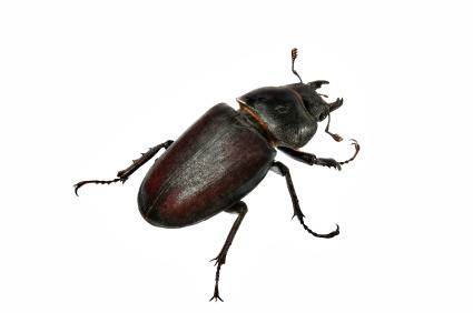 Nice Beetle