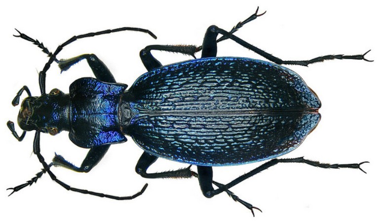 Pretty Beetle