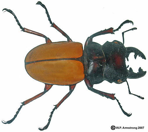 Beetle wallpaper