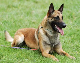 Belgian Malinois - Dog Breed