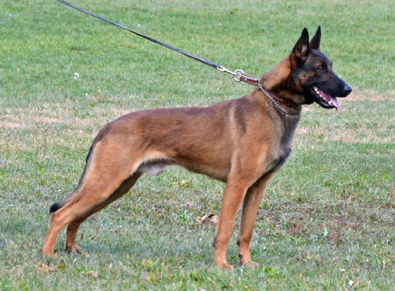 Pretty Belgian Malinois - Dog Breed
