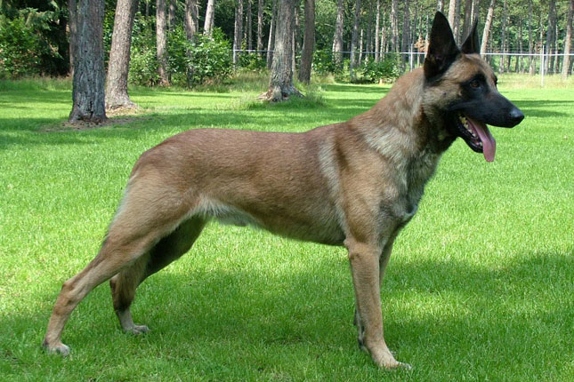 Wallpaper Belgian Malinois - Dog Breed