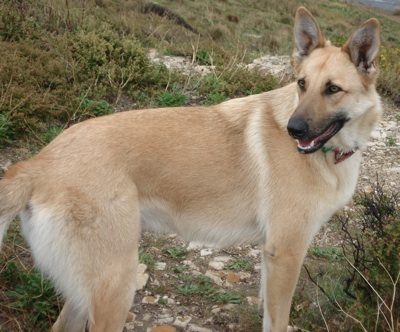 Photo Belgian Malinois - Dog Breed