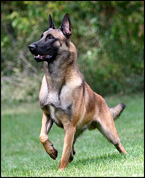 Belgian Malinois - Dog Breed wallpaper