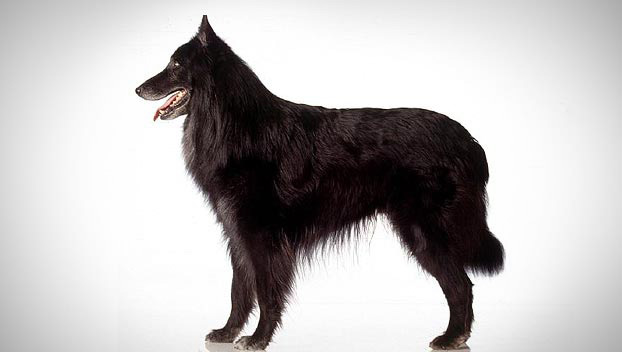 Cool Belgian Sheepdog - Dog Breed