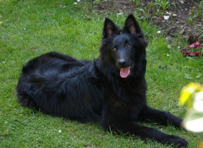 Wallpaper Belgian Sheepdog - Dog Breed