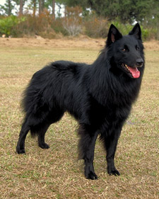 Photo Belgian Sheepdog - Dog Breed