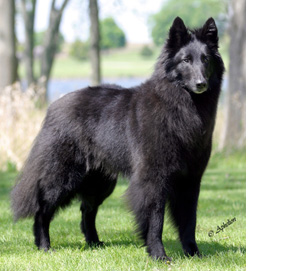 Belgian Sheepdog - Dog Breed photo 