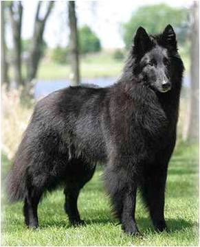 Belgian Sheepdog - Dog Breed wallpaper
