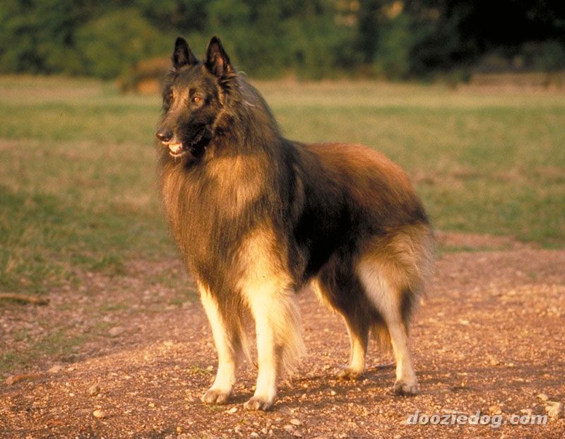 Nice Belgian Tervuren - Dog Breed