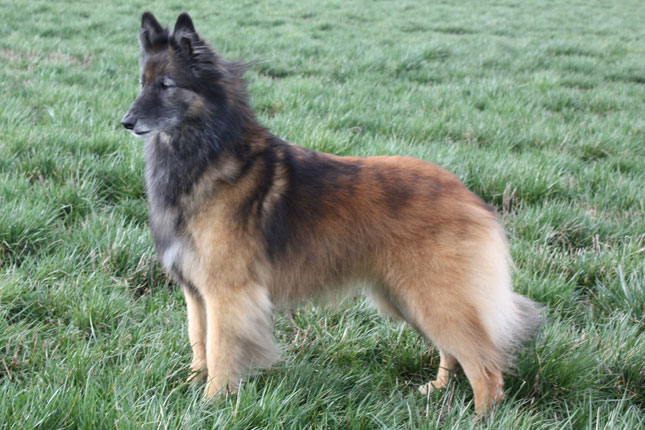 Cool Belgian Tervuren - Dog Breed