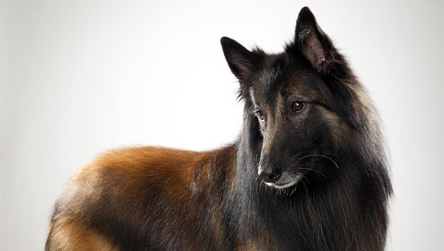Pretty Belgian Tervuren - Dog Breed