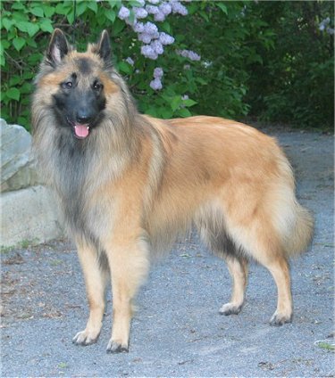 Wallpaper Belgian Tervuren - Dog Breed