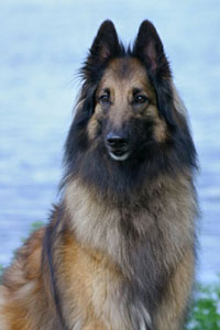 Photo Belgian Tervuren - Dog Breed
