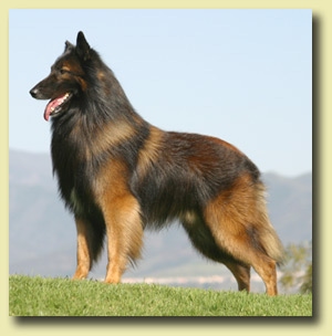 Belgian Tervuren - Dog Breed wallpaper