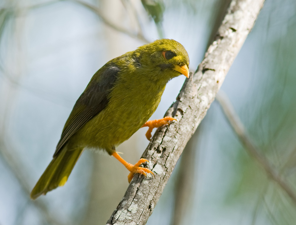 Pretty Bell miner