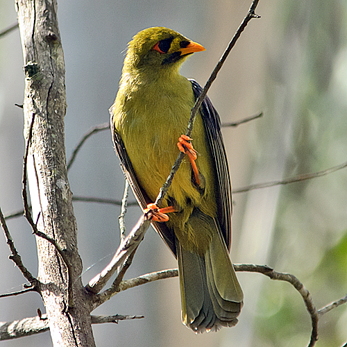 Pretty Bell miner