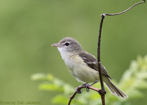 Bell’s vireo