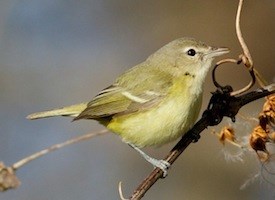 Pretty Bell’s vireo