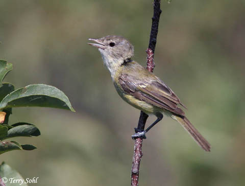 Pretty Bell’s vireo