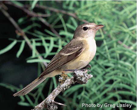 Pretty Bell’s vireo