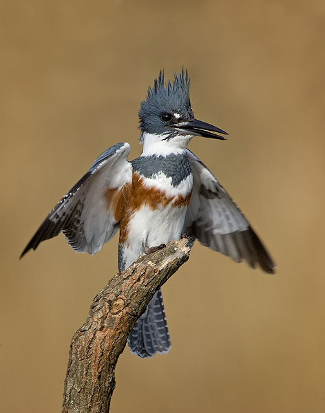 Belted kingfisher