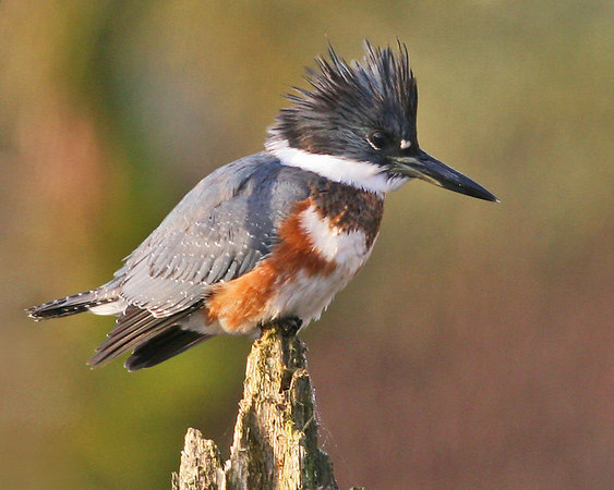Pretty Belted kingfisher