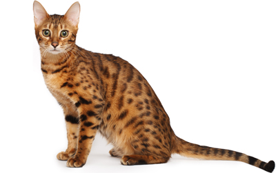 Bengal Cat - Cat Breed wallpaper