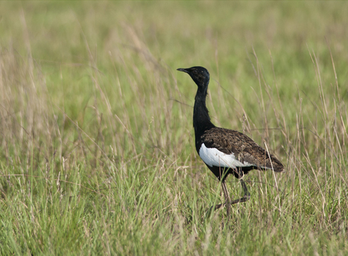 Bengal florican