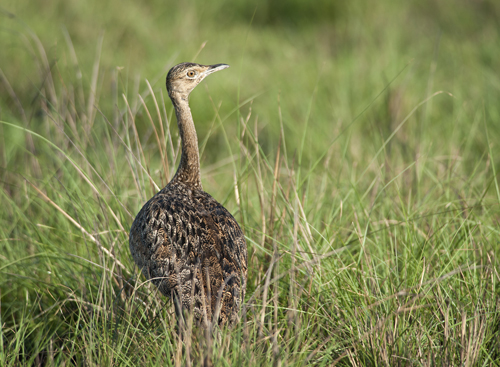 Pretty Bengal florican