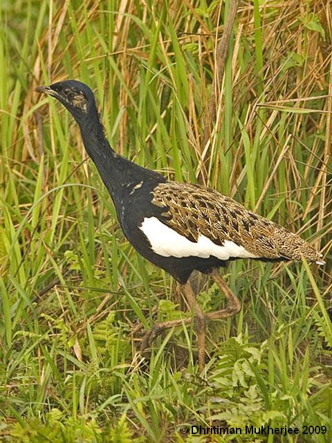 Pretty Bengal florican