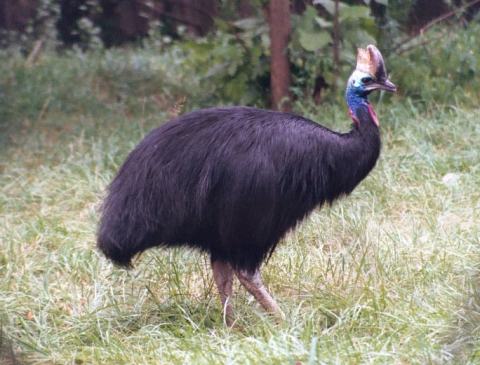 Bennett’s cassowary