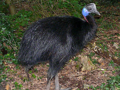 Pretty Bennett’s cassowary