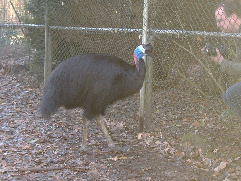 Pretty Bennett’s cassowary