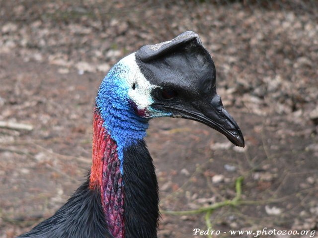 Pretty Bennett’s cassowary