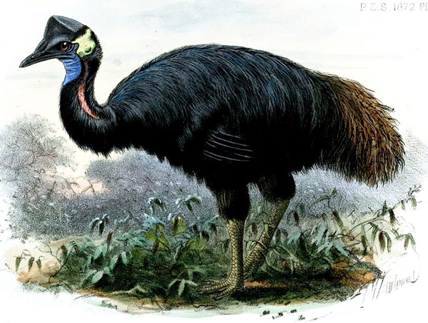 Pretty Bennett’s cassowary