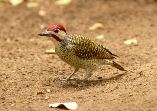 Pretty Bennett’s woodpecker
