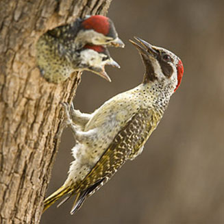 Pretty Bennett’s woodpecker