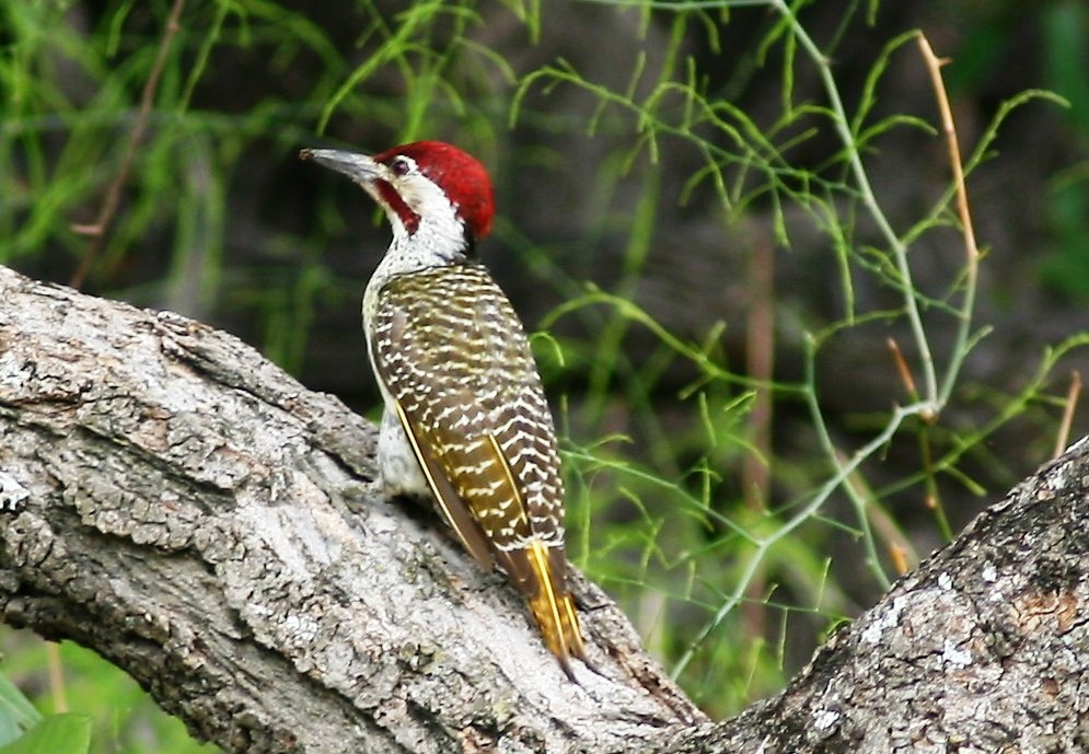Pretty Bennett’s woodpecker