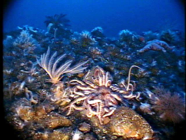Benthos- Photo#07