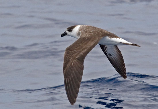 Pretty Bermuda petrel