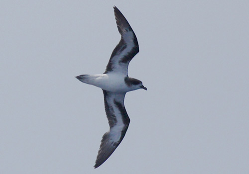 Pretty Bermuda petrel