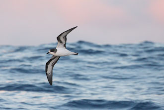 Pretty Bermuda petrel